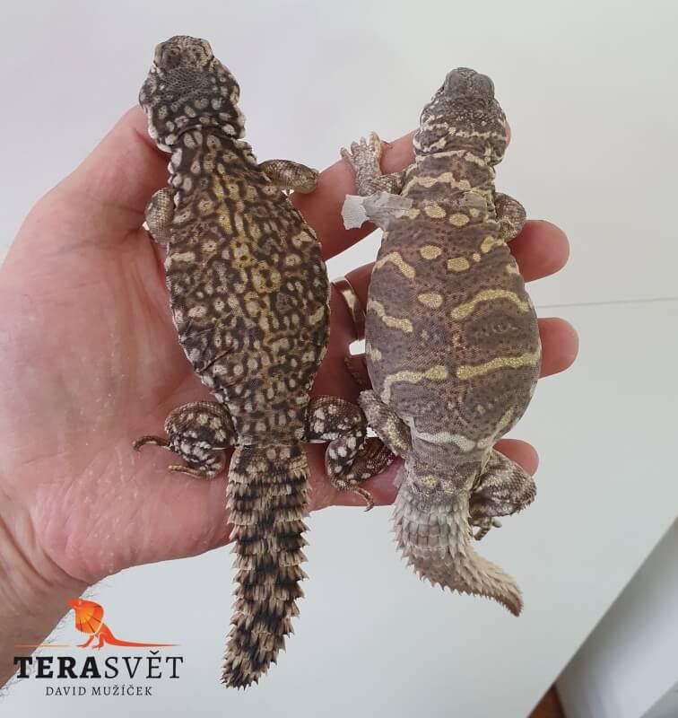 Uromastyx flavifasciata (3)